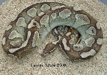 Lesser male 2008