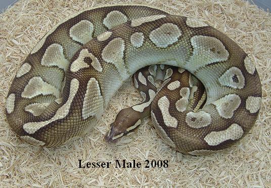 Lesser male 2008