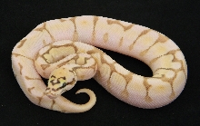 Queen Bee Enchi