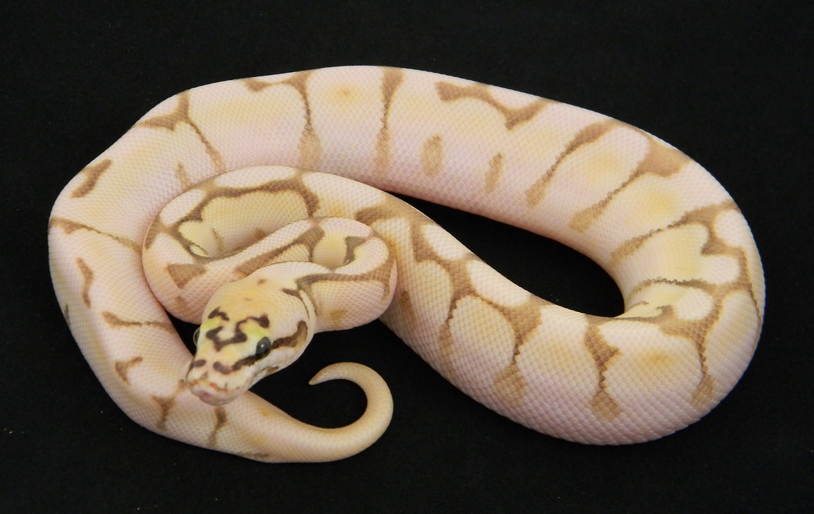 Queen Bee Enchi
