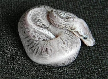 Silver streak