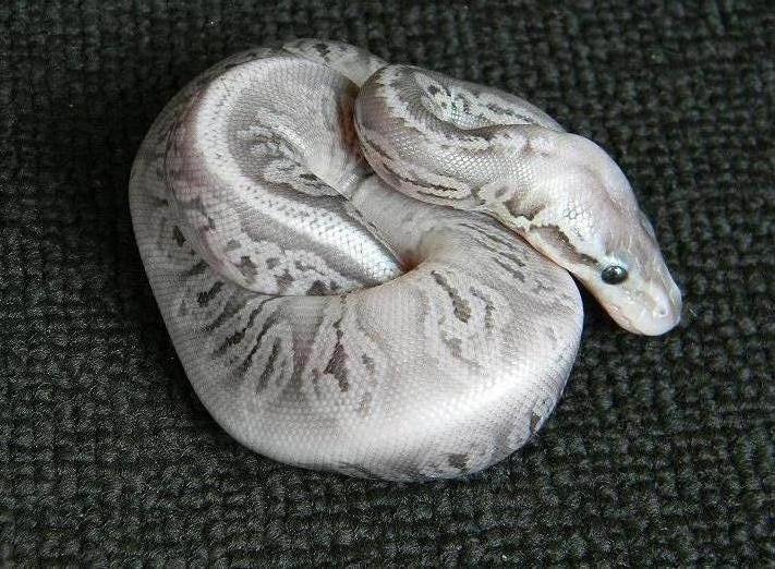Silver streak