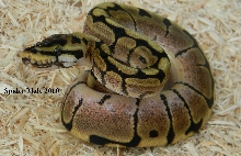 SPYDER MALE