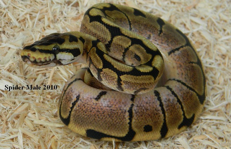 SPYDER MALE