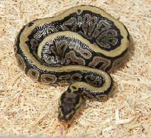 spt3