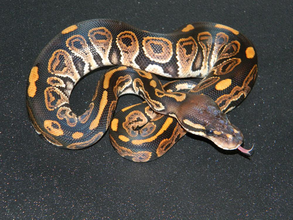 BLACK PASTEL