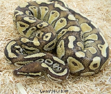 Lesser male 2009