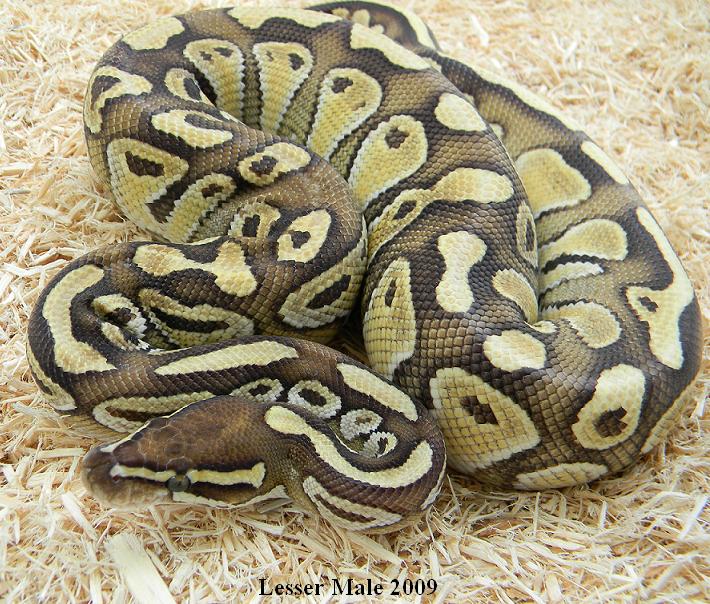 Lesser male 2009
