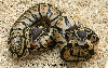 PASTEL FEMALE AND MALE