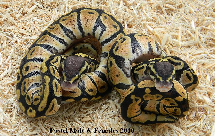 PASTEL FEMALE AND MALE