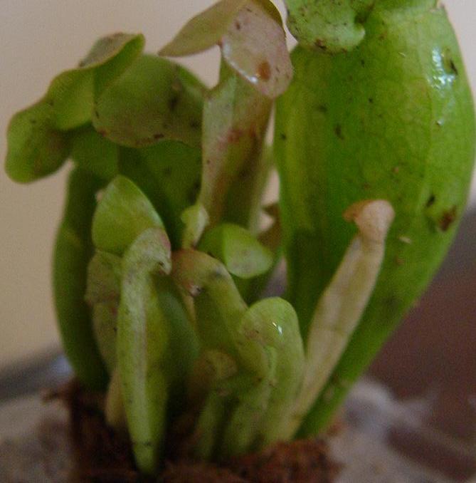 purple pitcher plants