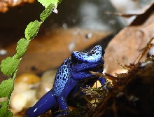 azureus with FF