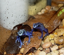 two azureus on a leaf
