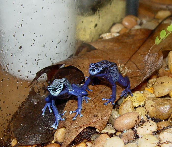 two azureus on a leaf