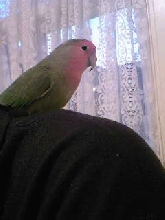 Chicken.