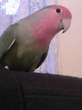 Chicken..