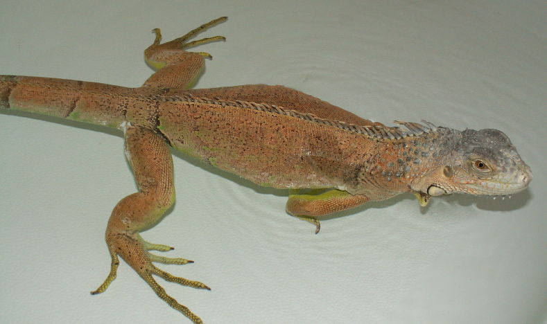 Jaden, our 2 year old iguana