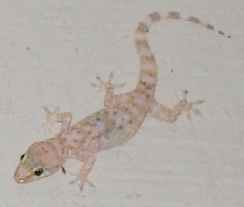 gecko from outside