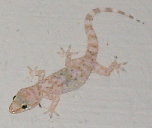 gecko from outside