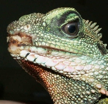 Leo teeth damage
