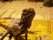 Baby frilled Tarigen