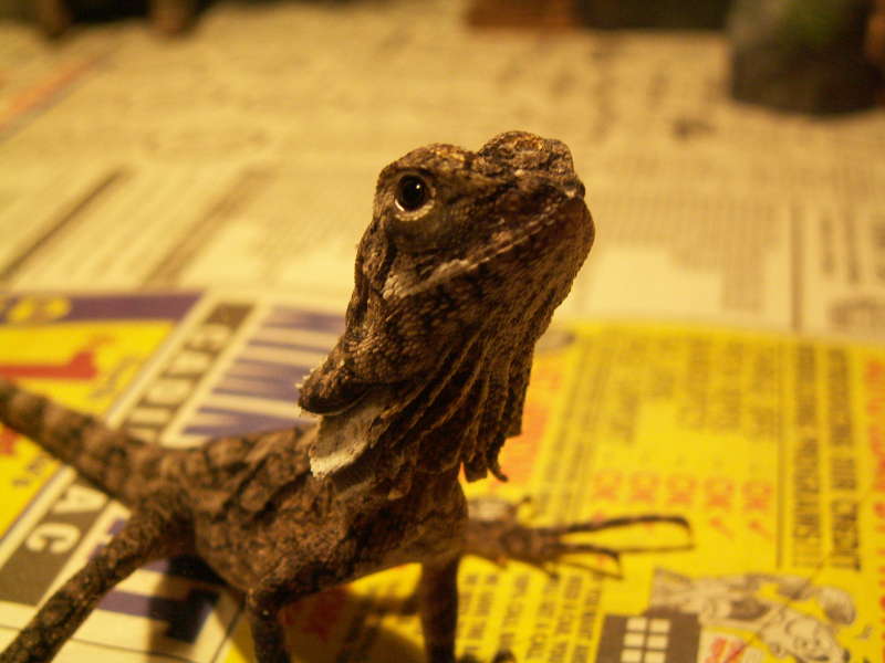 Baby frilled Tarigen