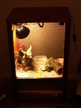 Frilled radio tank for Tarigen