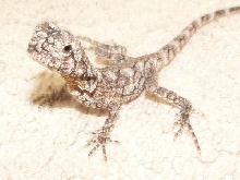 Tarigen sitting