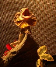 Tarigen YAAWWNN
