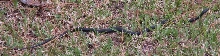 snake in my yard