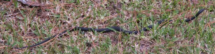 snake in my yard