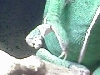 Foot