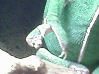 Foot