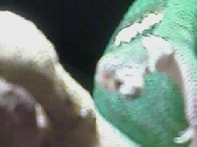 Foot2