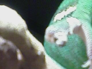Foot2