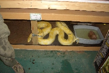 13 Foot Albino Burm in Viv