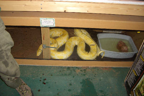 13 Foot Albino Burm in Viv