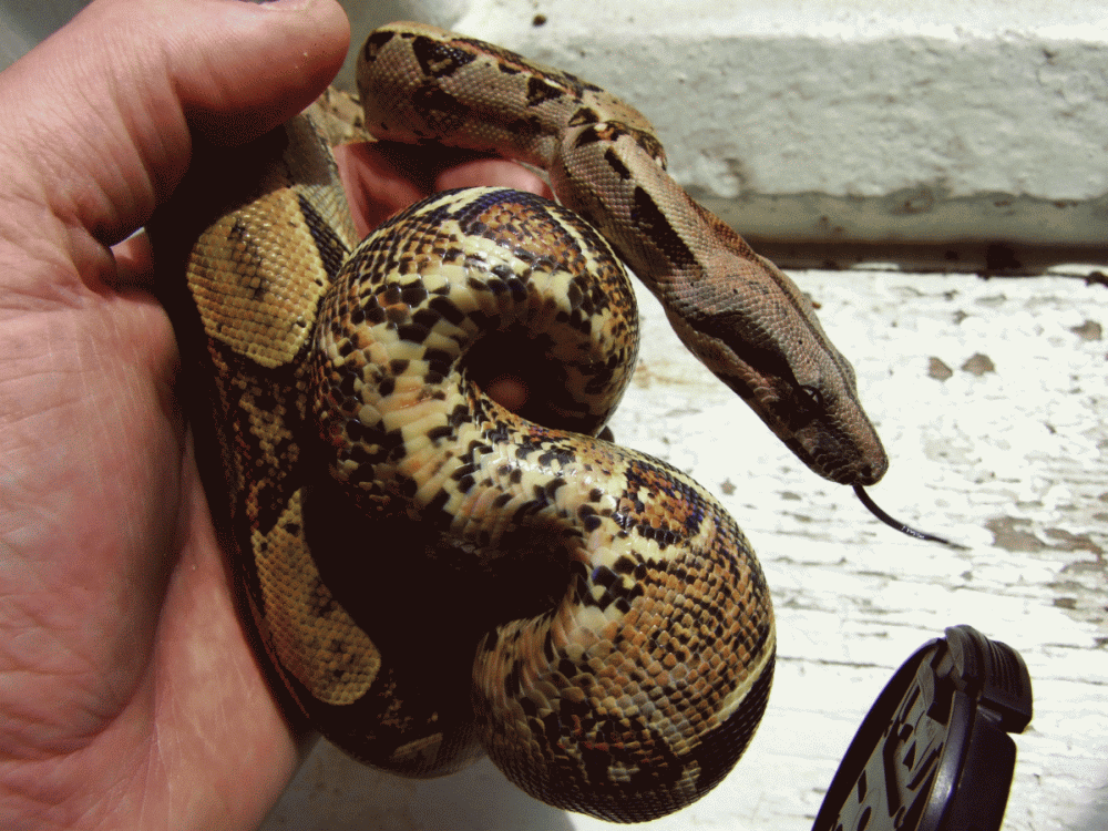 50% Red Tail Boa