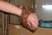 Brazilian Rainbow Boa