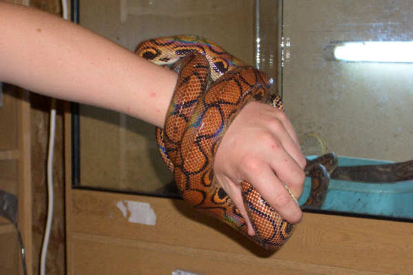 Brazilian Rainbow Boa