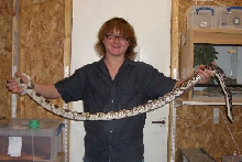 7 Foot Northern Pine