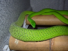 East African green mamba