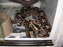 female rhino viper
