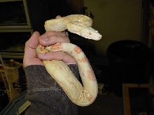 My new female albino boa.