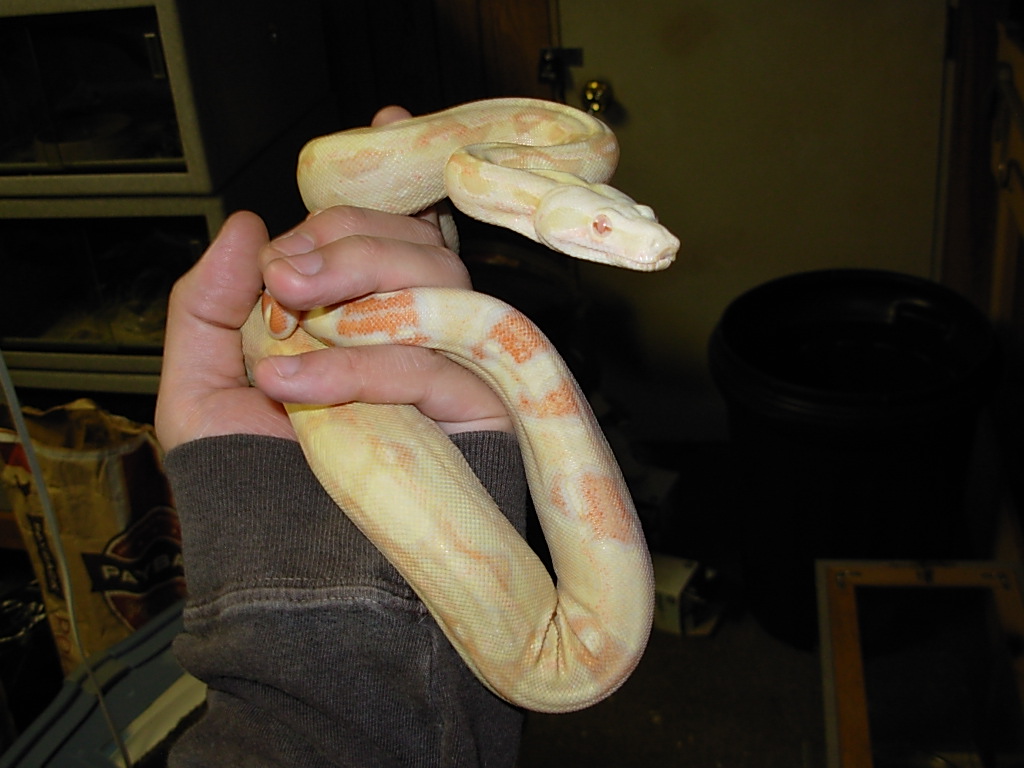My new female albino boa.