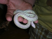 albino cali king