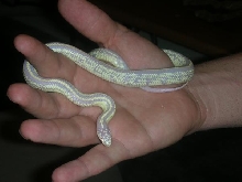 albino cali kingsnake