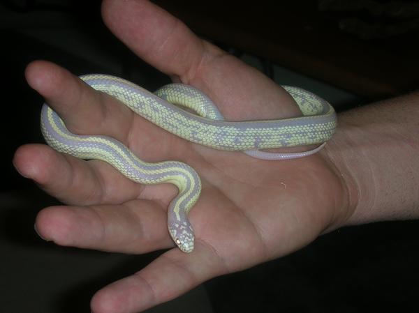 albino cali kingsnake