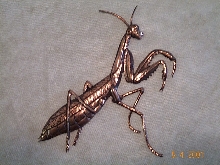 Copper_PrayingMantis