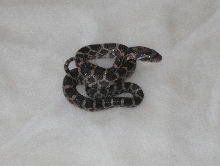mystery snakes